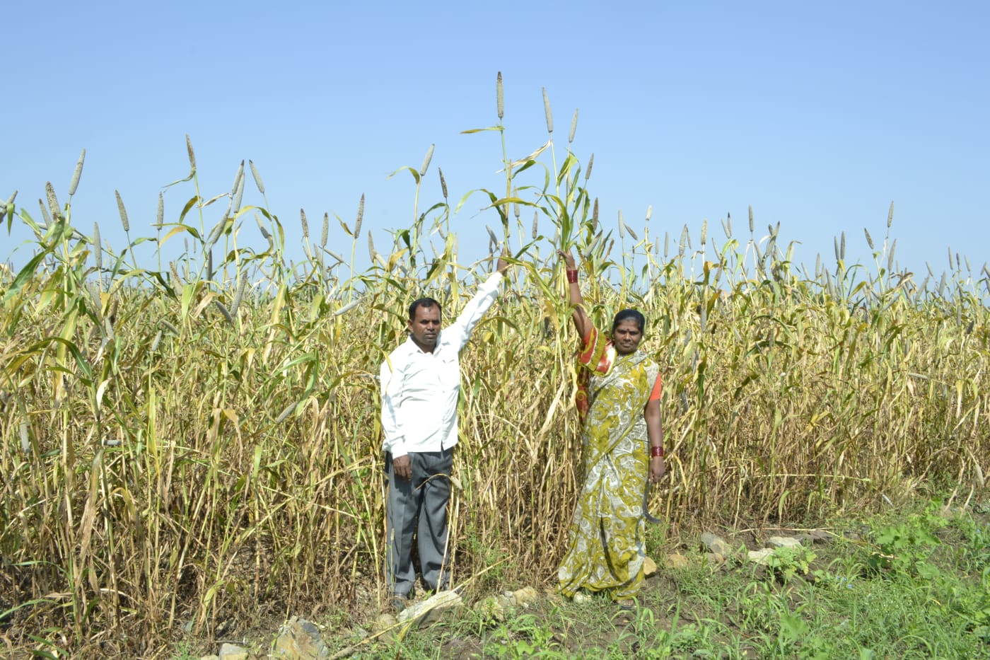 Growers of the traditional Uswad variety of pearl millet in their field at Loni Khurd, Vaijapur, Aurangabad district, Maharashtra.