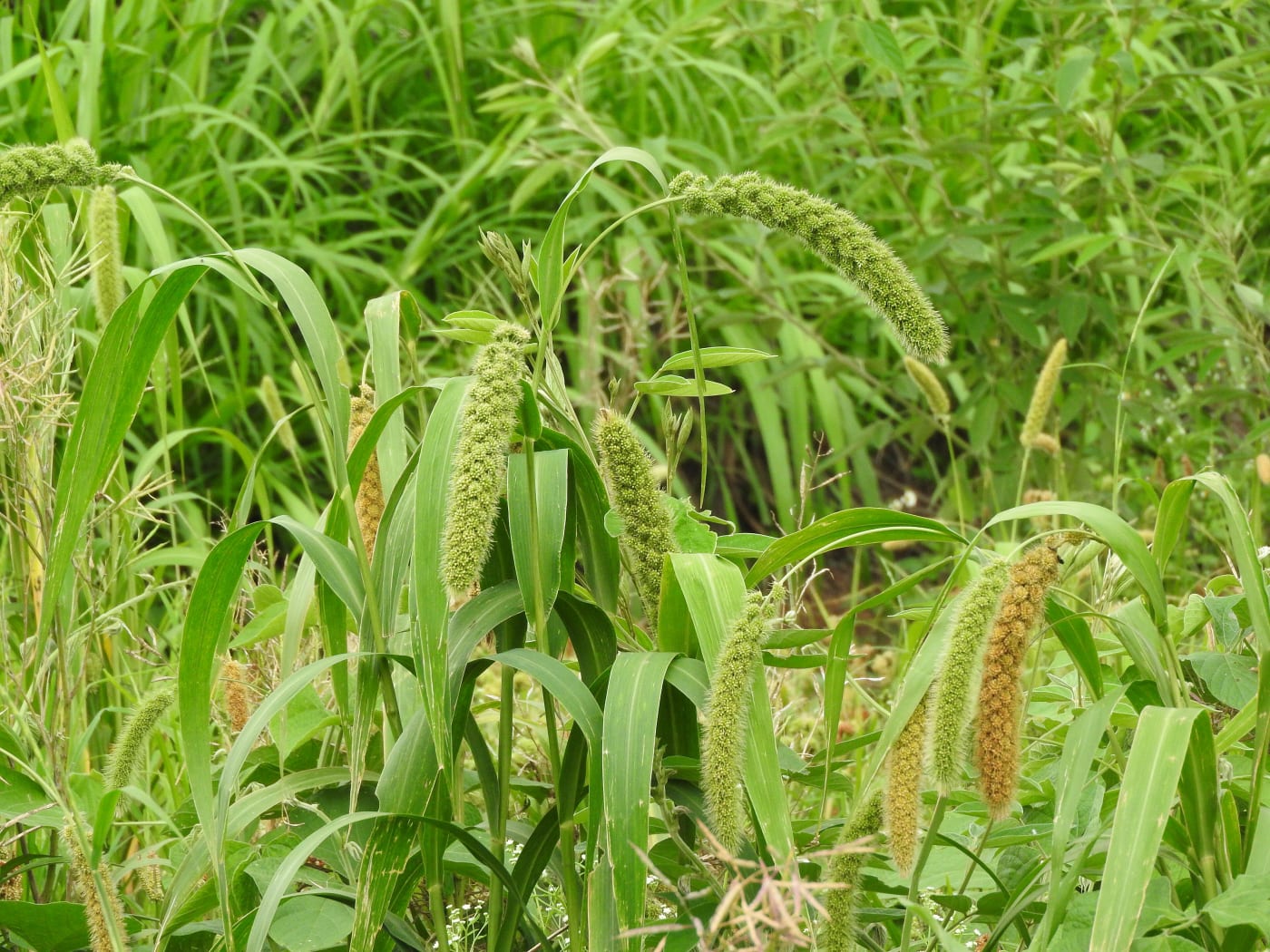 Foxtail millet (thinai) growing at Peliyur, Yercaud, Salem district, Tamil Nadu.