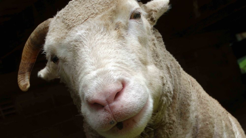 close-up od a goat looking into the camera