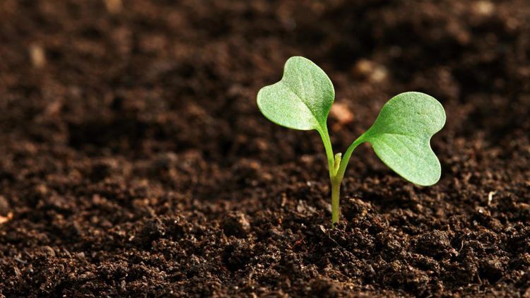 Plant sprouting out of the earth