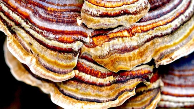 multicoloured turkey tail mushroom