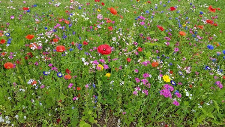 A field of wildflowers in the British countryside. 