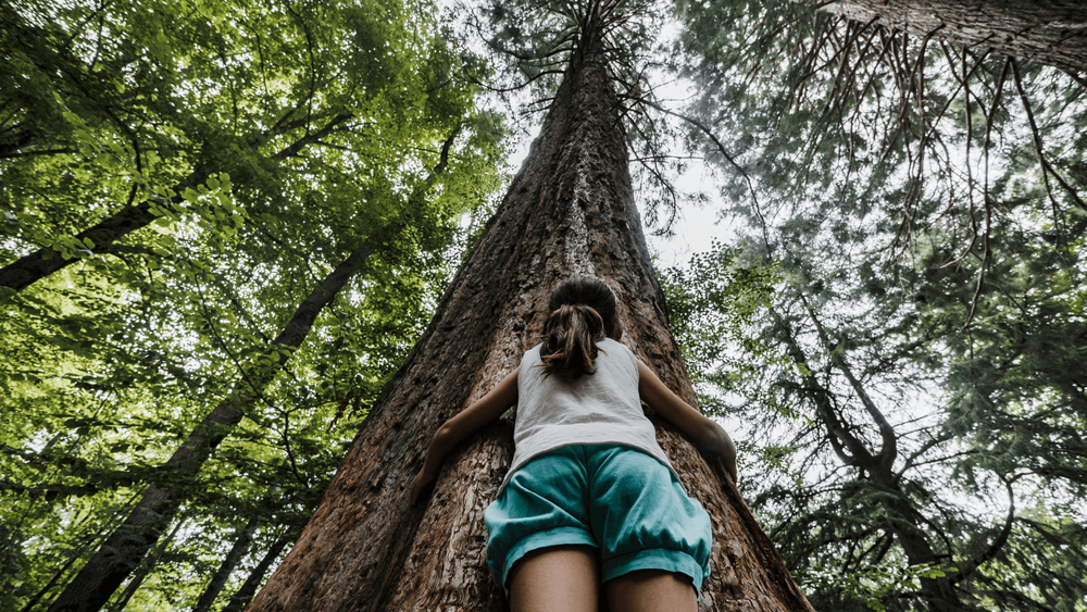 little girl hugging a large tree in the forest while looking upwards