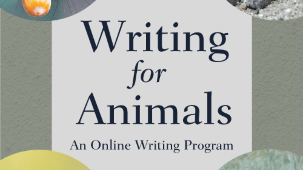 Writing for Animals online writing program promotional poster