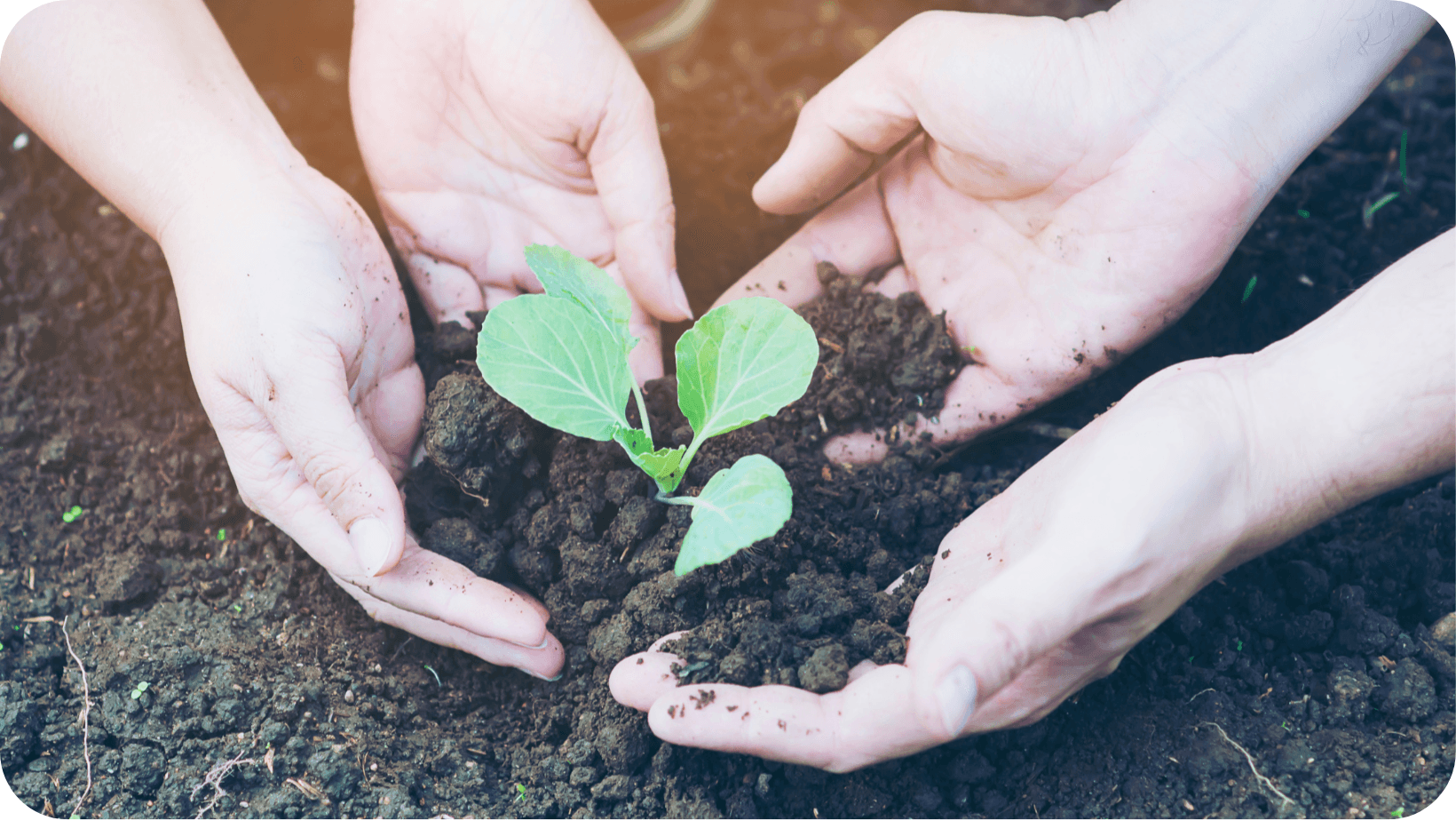 two pairs of hands scooping up a pile of dirt with a young plant shrub in the centre of it