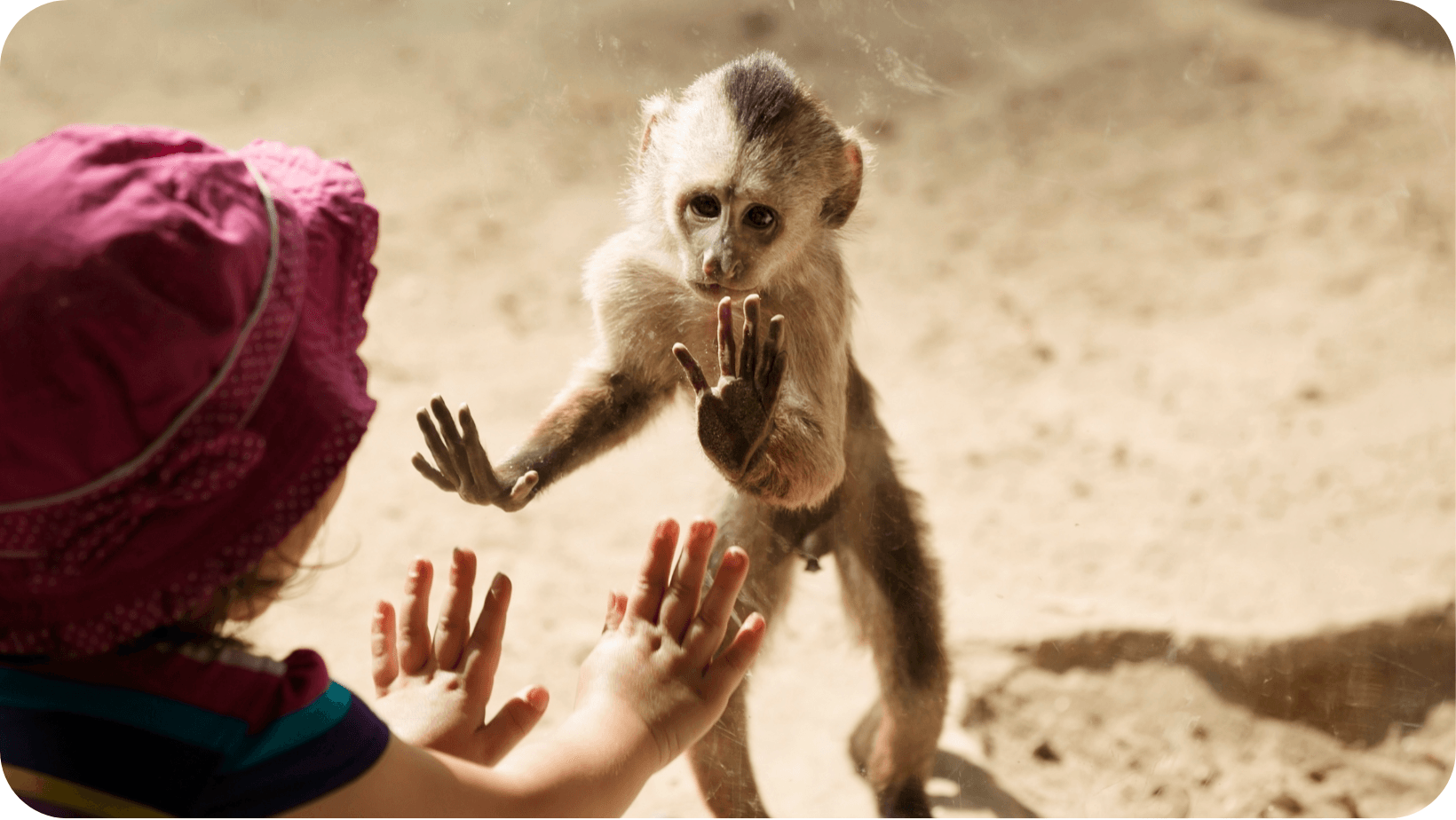 small monkey pressing against the glass enclosure with its hands and a person doing the same