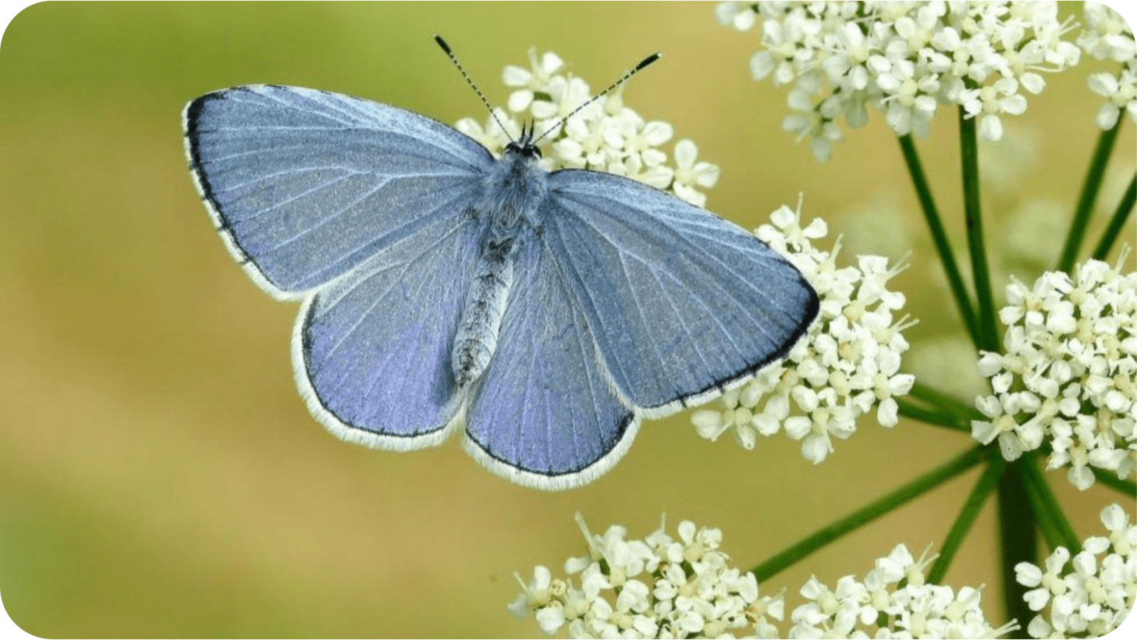 butterfly on white flower