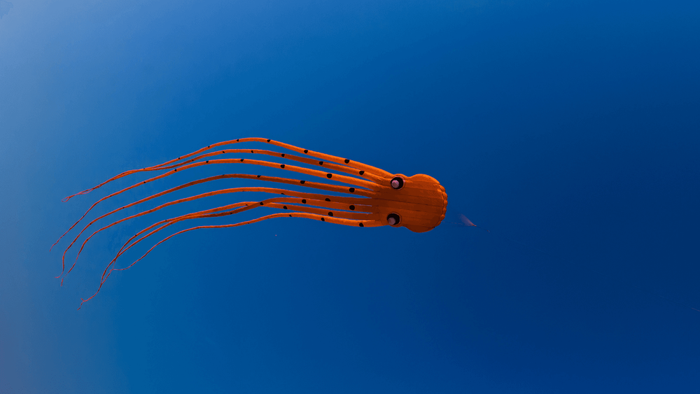 red octopus in the blue sea