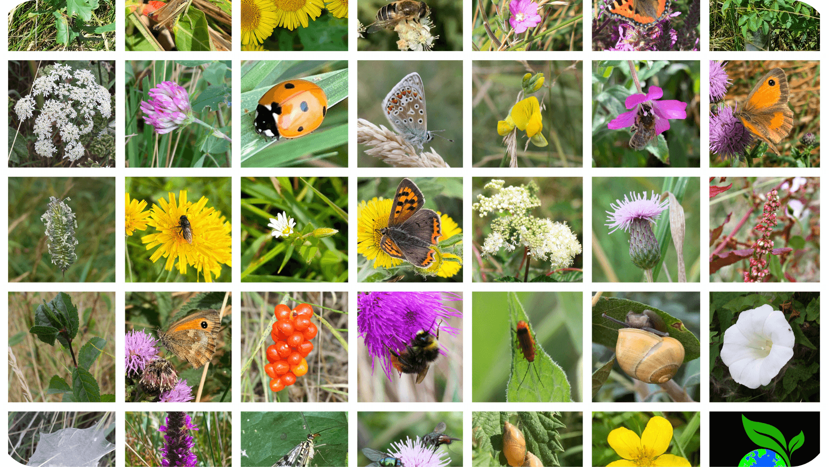 lots of little images of wildlife such as insects and butterflies and flowers in a collage style