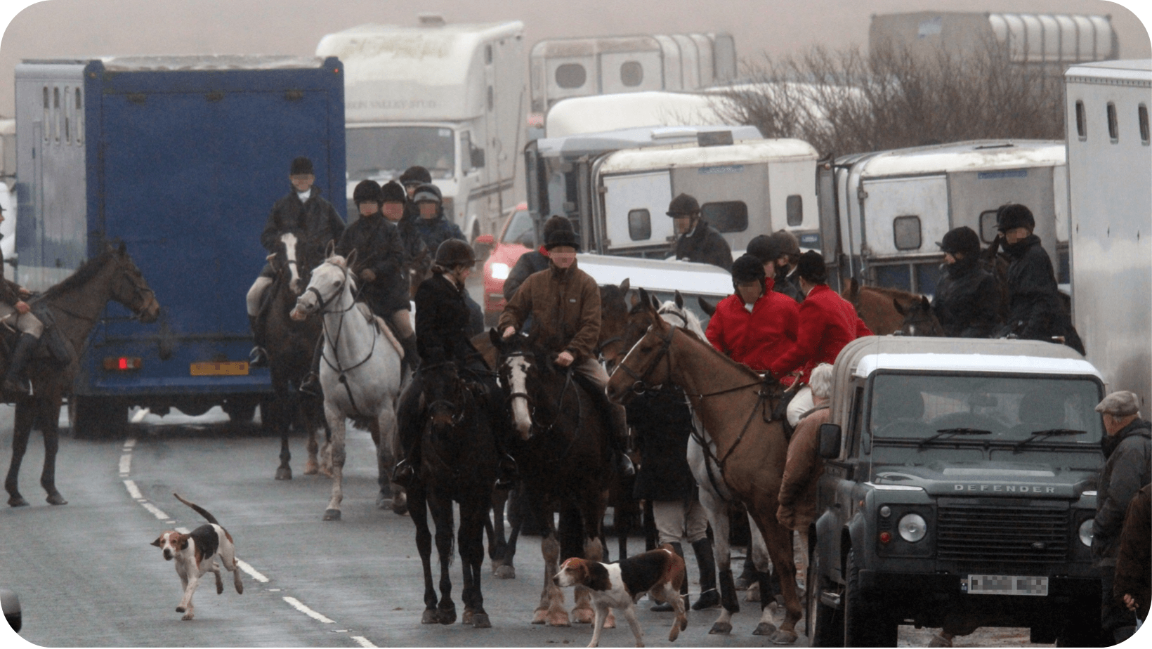 trail fox hunting with dogs, hunters on horseback in red jackets followed by dogs causing disruption on a busy road