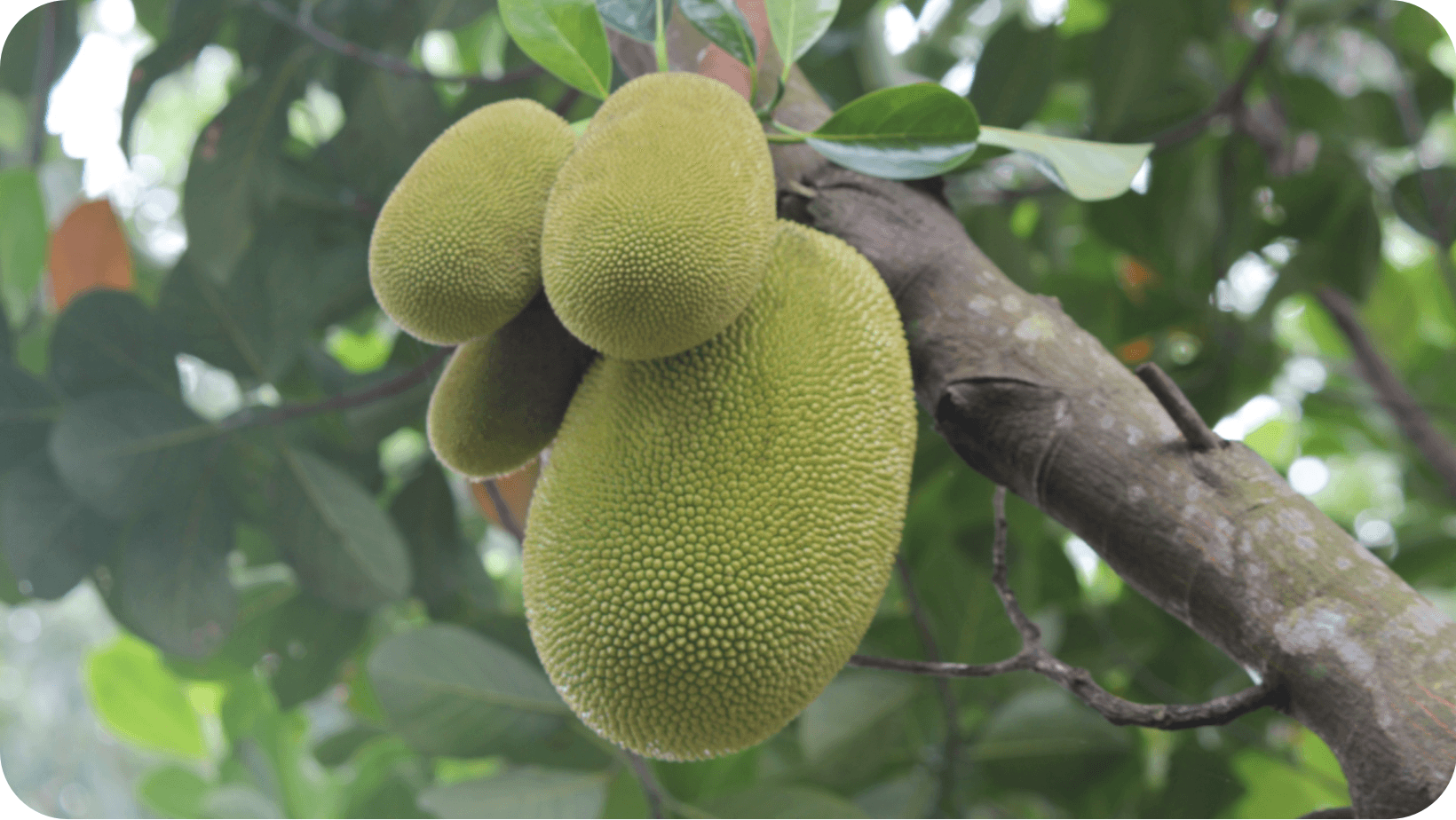 Four green jackfruit of varying sizes at the end of a branch of the jackfruit tree