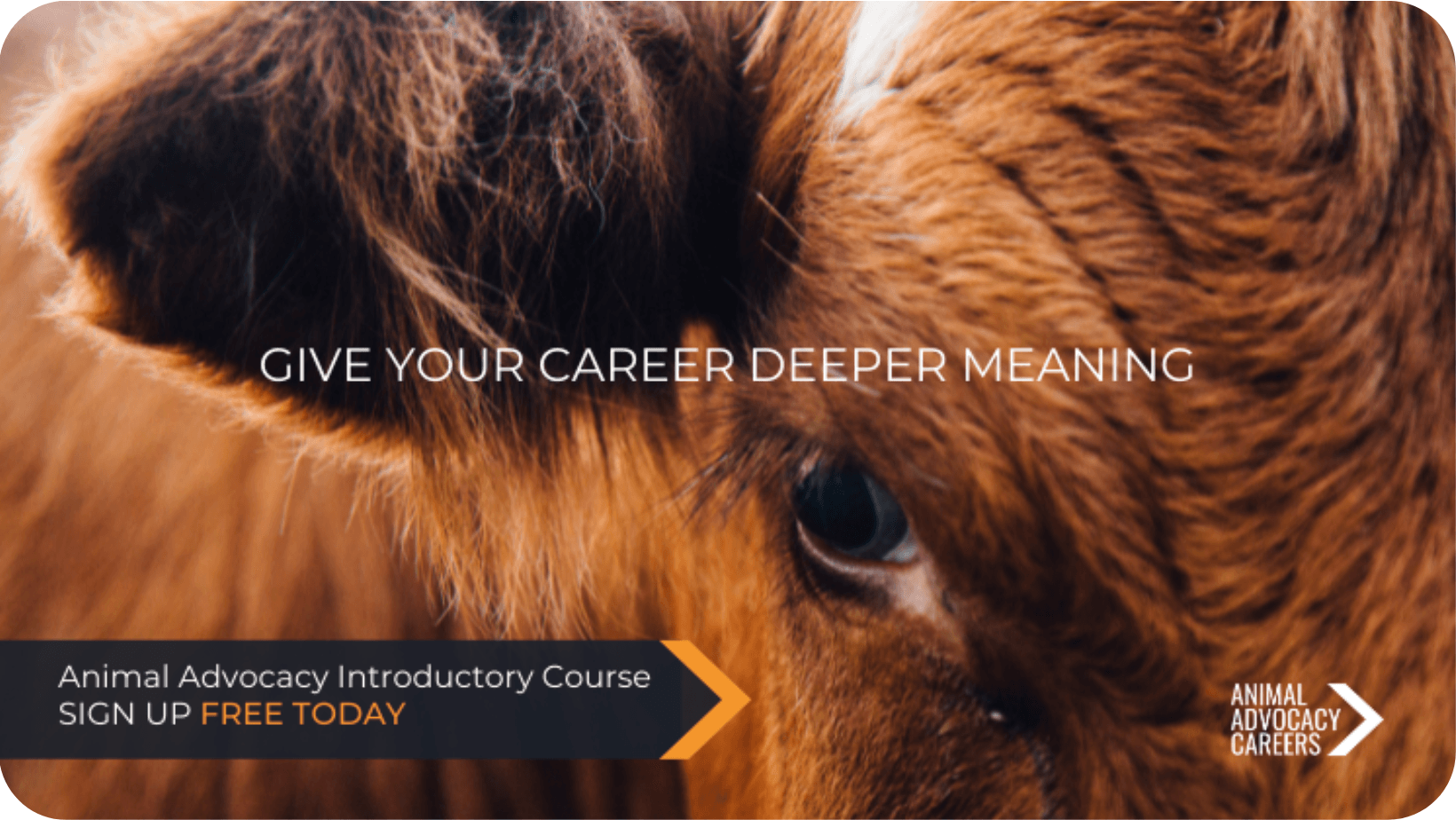 Close-up of a brown cow’s eye and face with the words ‘give your career a deeper meaning’ spelled out over it.