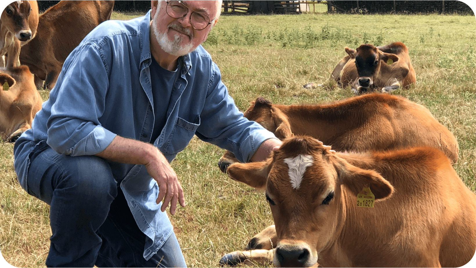 Peter Egan smiling and patting a cow