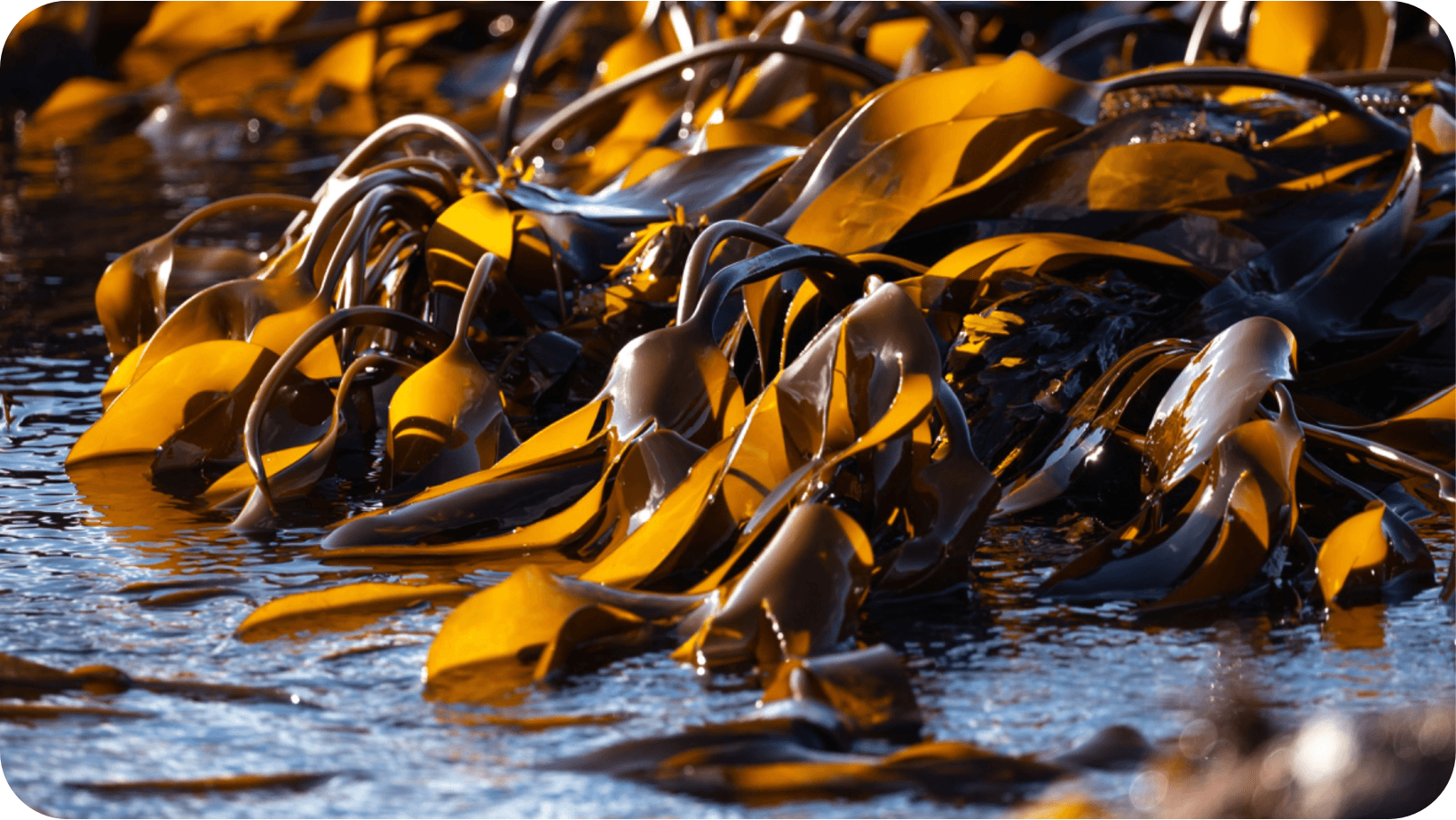 Kelp exposed at low tide on a rocky shoreline of Southwest Scotland