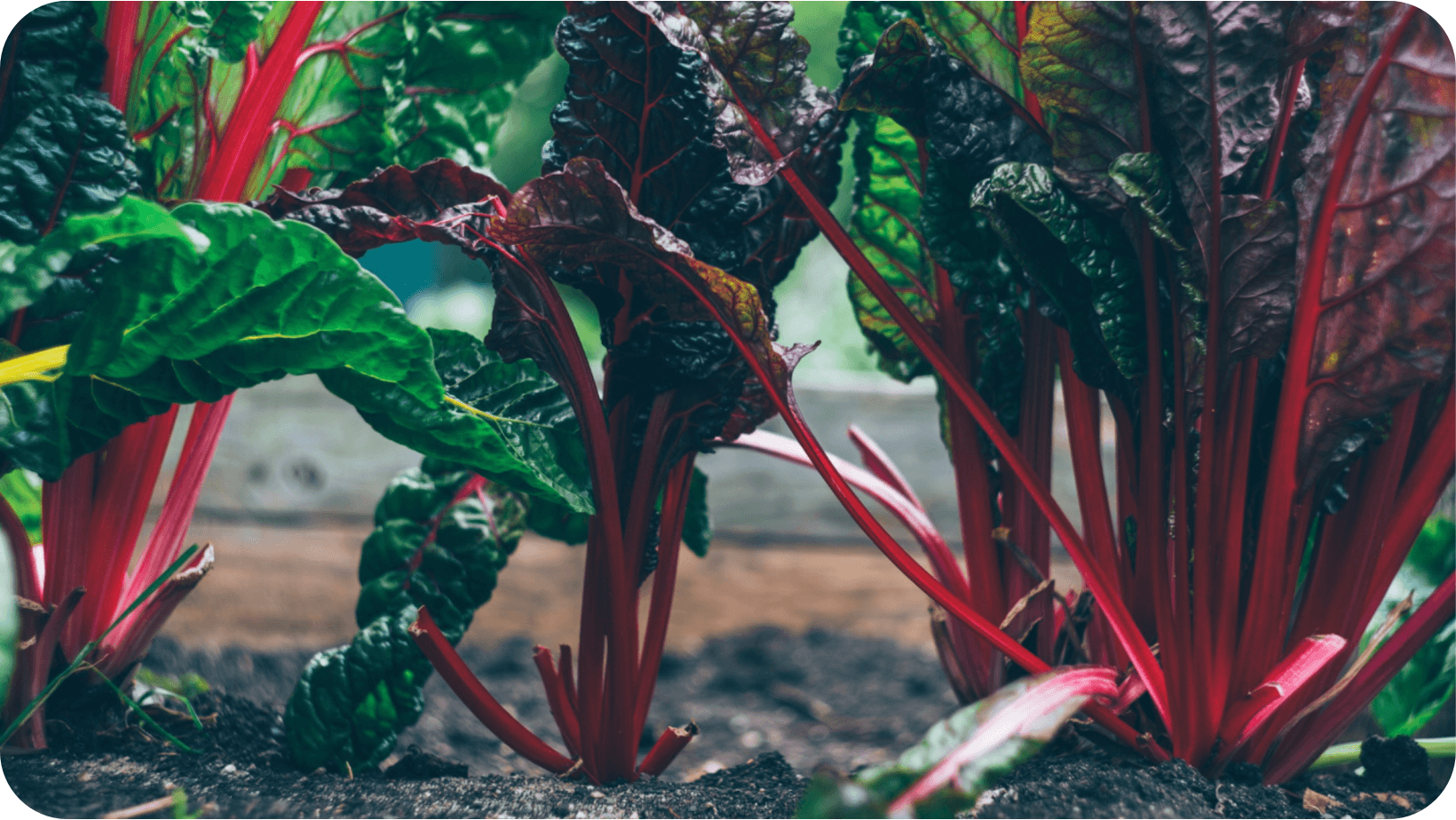 Rainbow chard growing in soil 