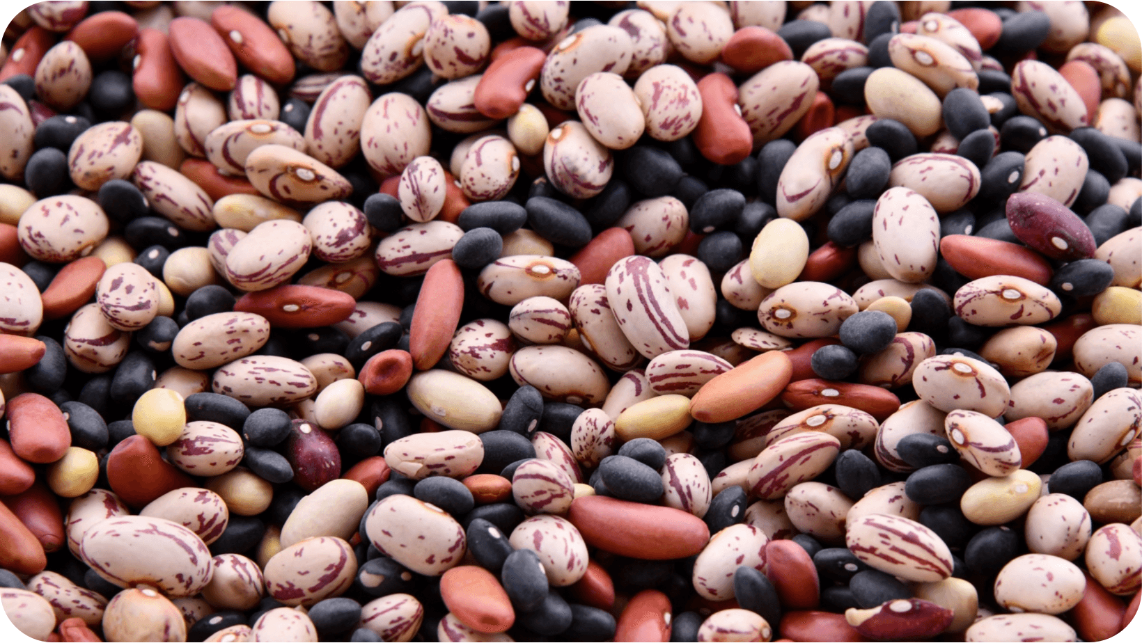 Variety of raw beans and legumes