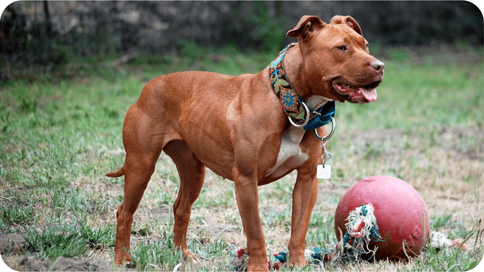 Pit Bull Terrier dog on some grass next to its chew toy