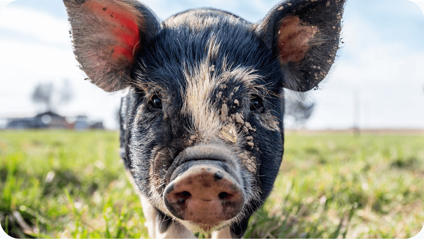 Close-up of a small pig with mud on its face on grass