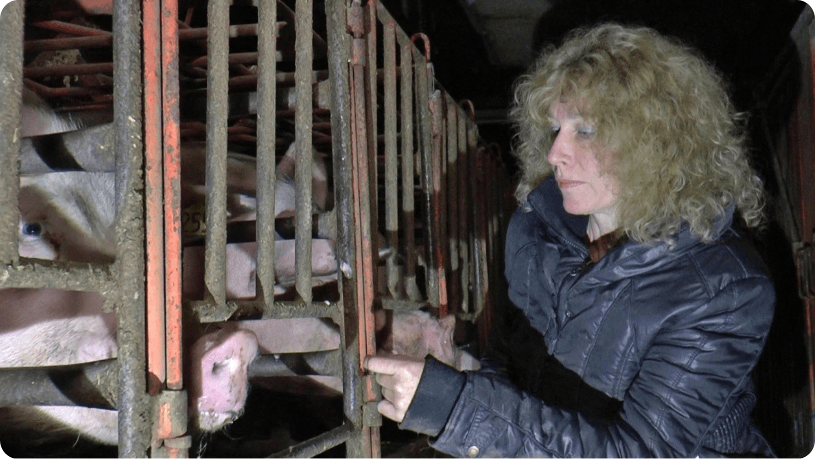 Juliet Gellatley standing next to a group of caged pigs