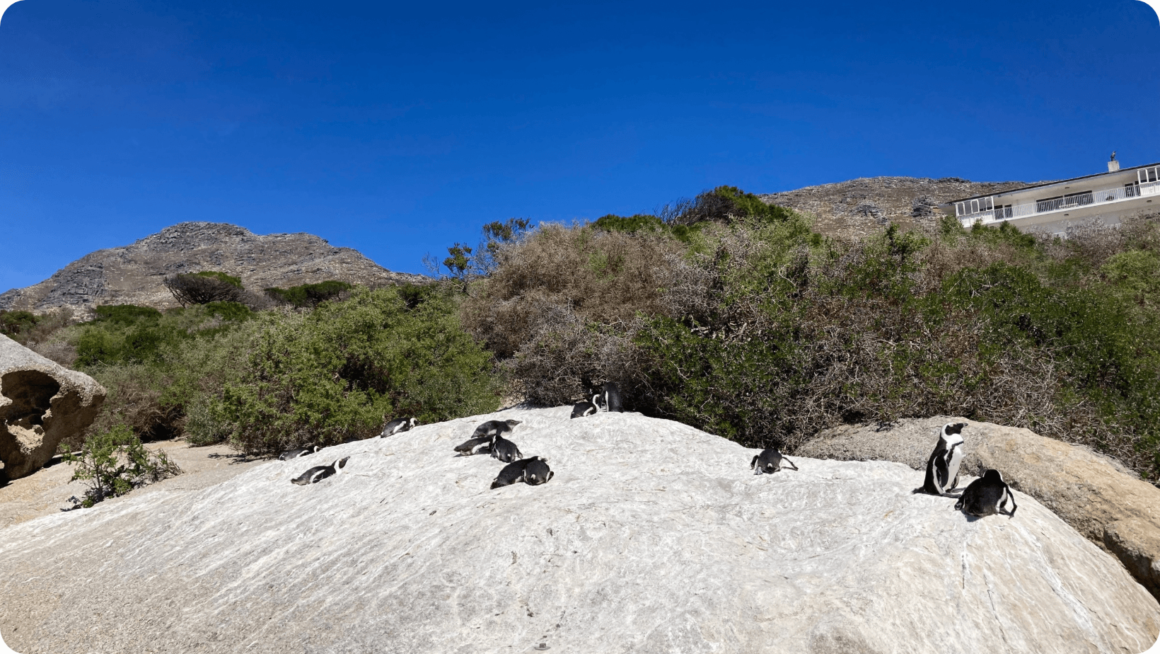 African penguins lounging on boulders, Boulders Penguin Colony, Simons Town, South Africa