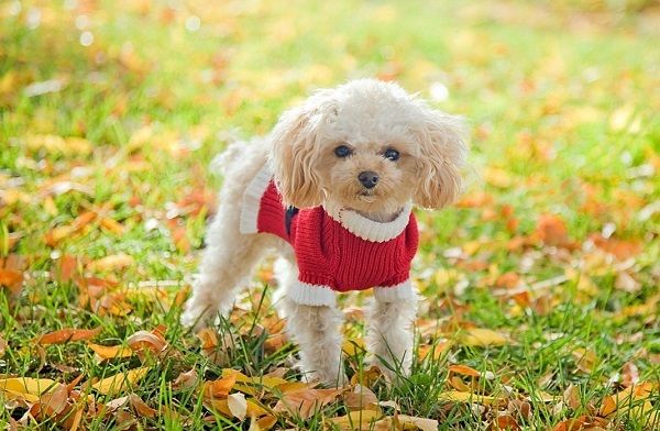 Khi những chú cún cũng biết 'sống ảo' cùng thời trang