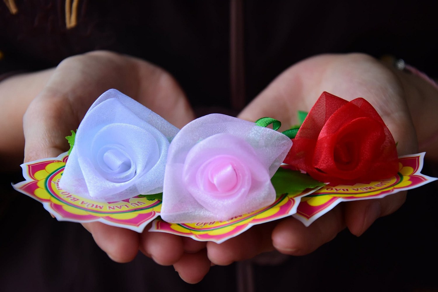 Bông hồng cài áo và câu chuyện đạo hiếu giữa đời thường