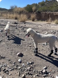dogs hiking hi-toppers