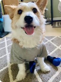 Loki Allergy Meshies