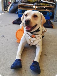 chihuahua snow boots