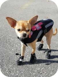 chihuahua snow boots