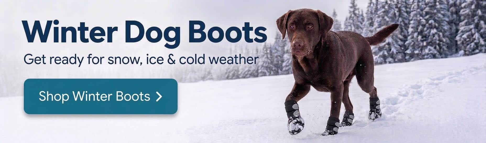 Winter dog boots for snow, ice and cold weather – chocolate Lab wearing boots in snow