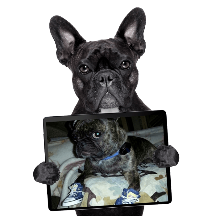 french bulldog holding a picture of a dog wearing sneakers
