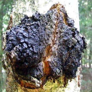 Chaga Mushroom