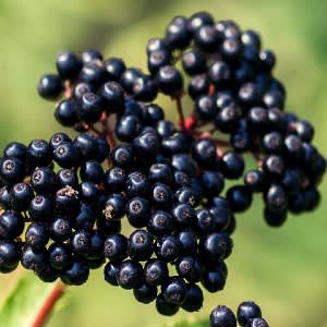 Elderberry Extract