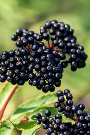 Elderberry Extract