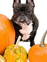 dog with squash