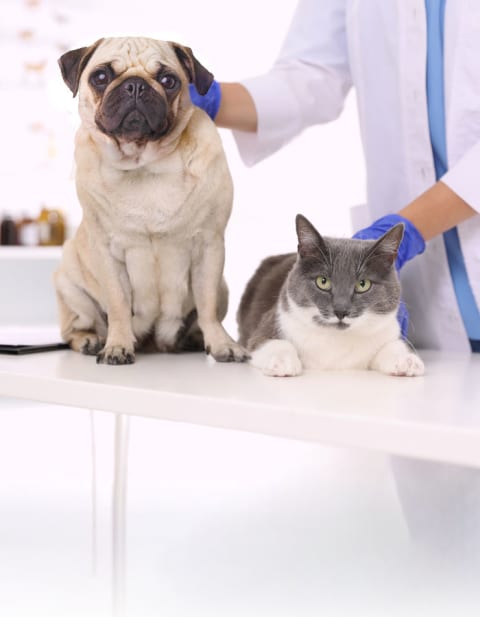 Dog and Cat at the Vet Office