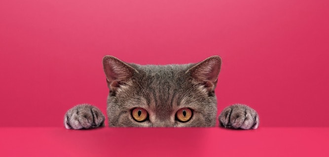 Cat Pancreatitis Home Treatment