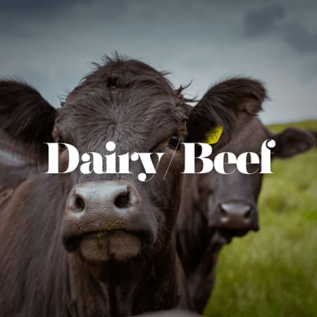 Dairy/Beef