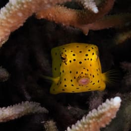 Gele boxvis tussen het staghoornkoraal