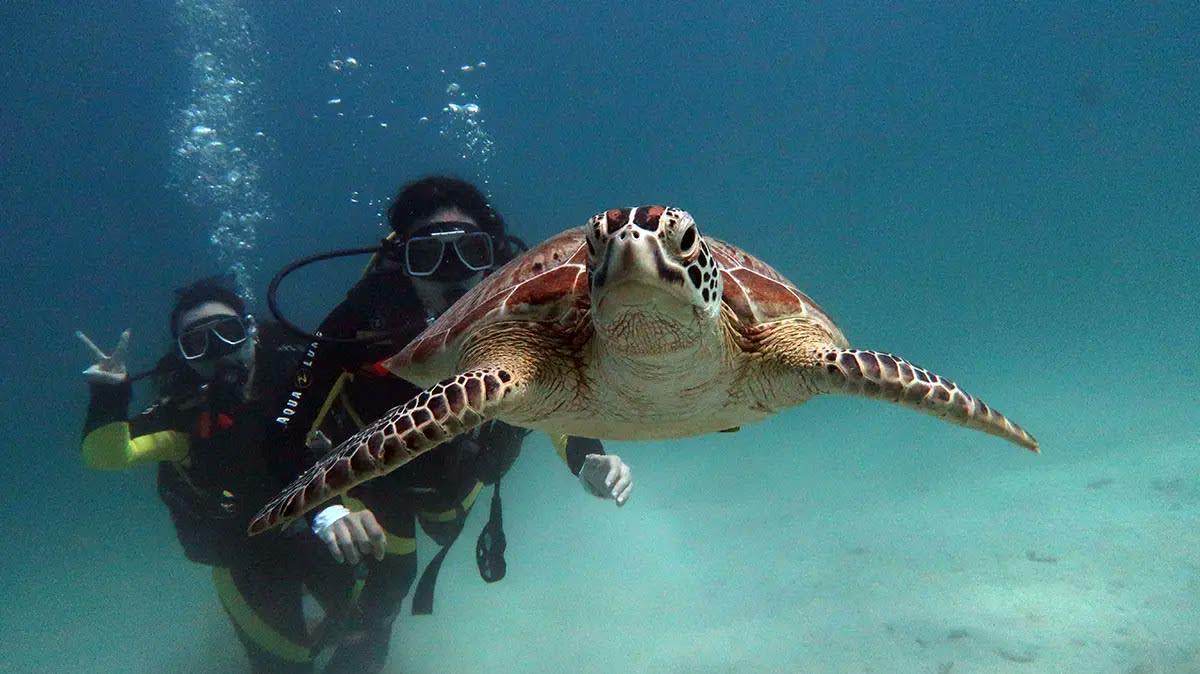Twee duikers naast een groene zeeschildpad bij El Nido