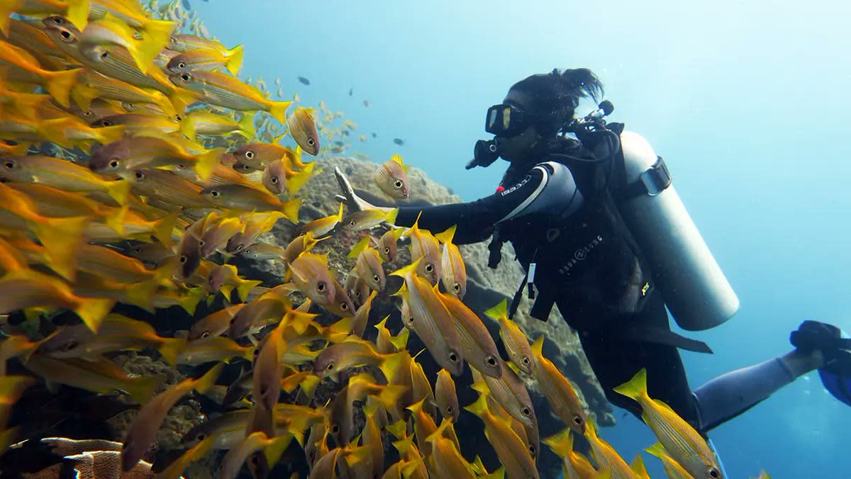 Duiker tussen een school geelstaartsnappers bij El Nido