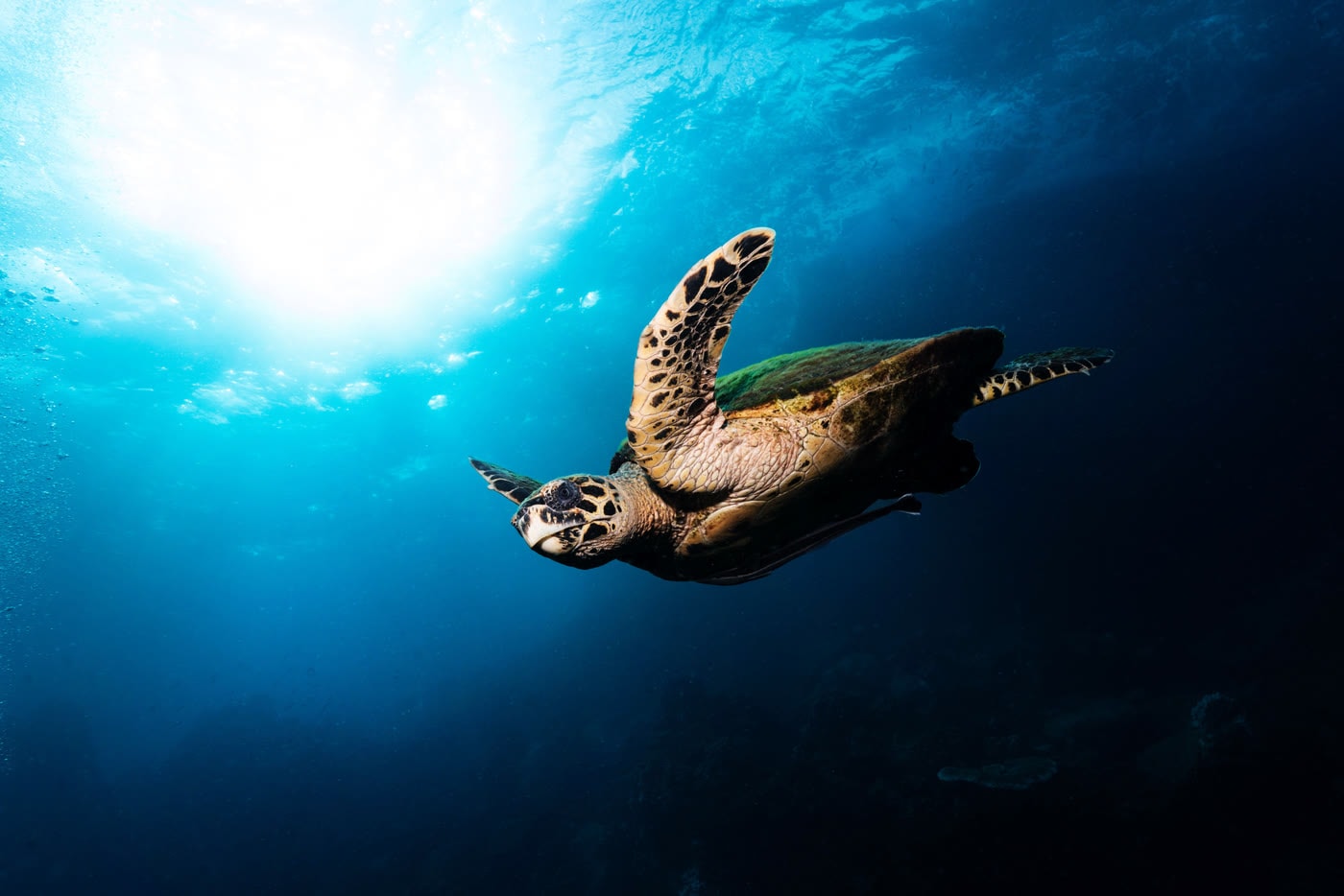Zeeschildpad tegen het zonlicht boven een duikstek bij Koh Tao