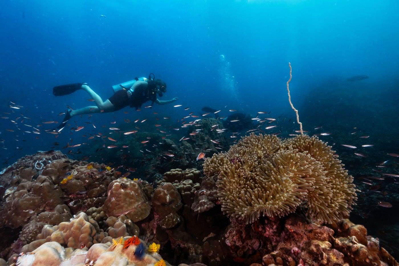 Duiker boven een koraalrif vol tropische vissen bij Koh Tao