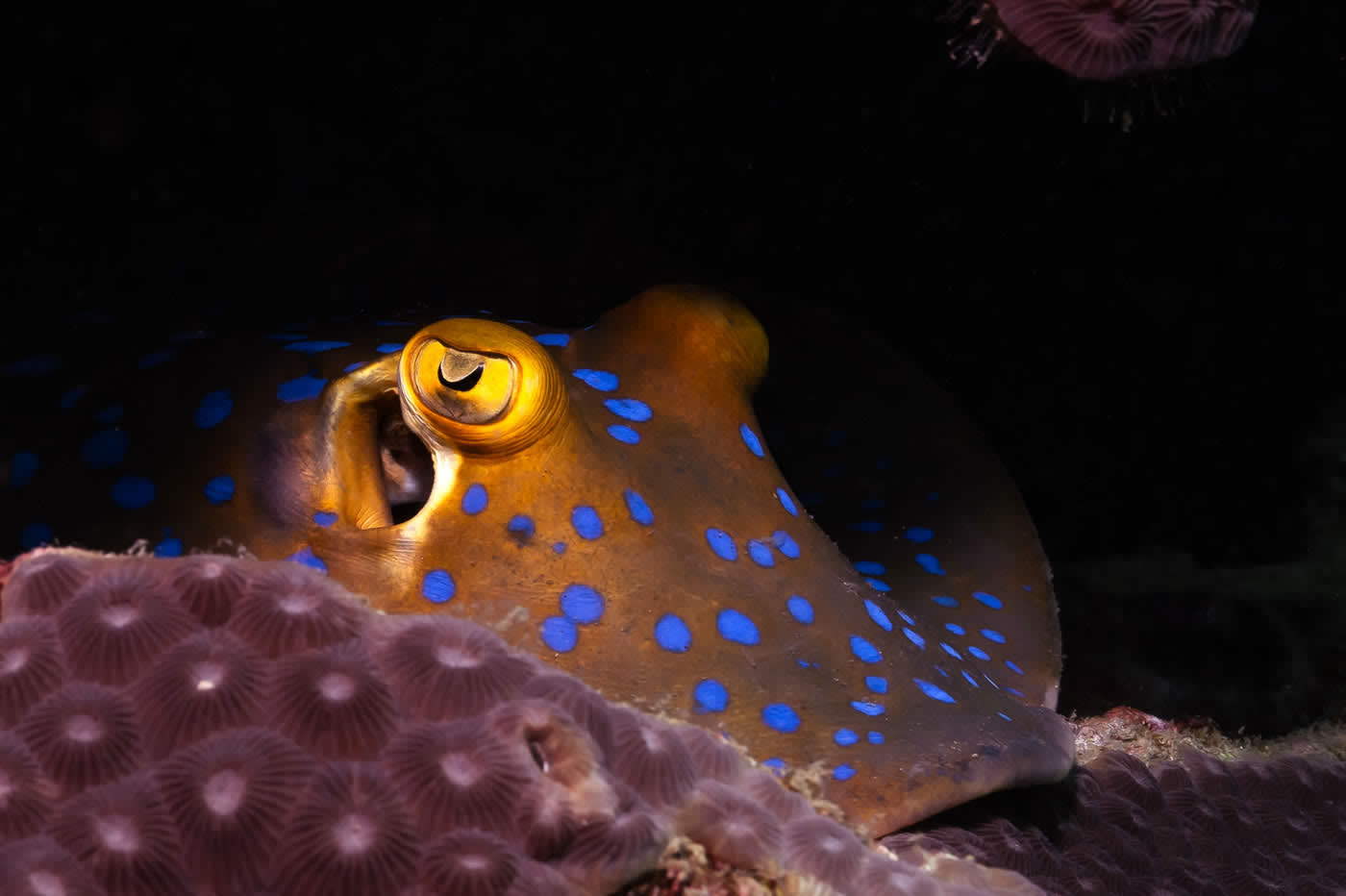 Blauwgevlekte pijlstaartrog op de bodem bij Koh Tao