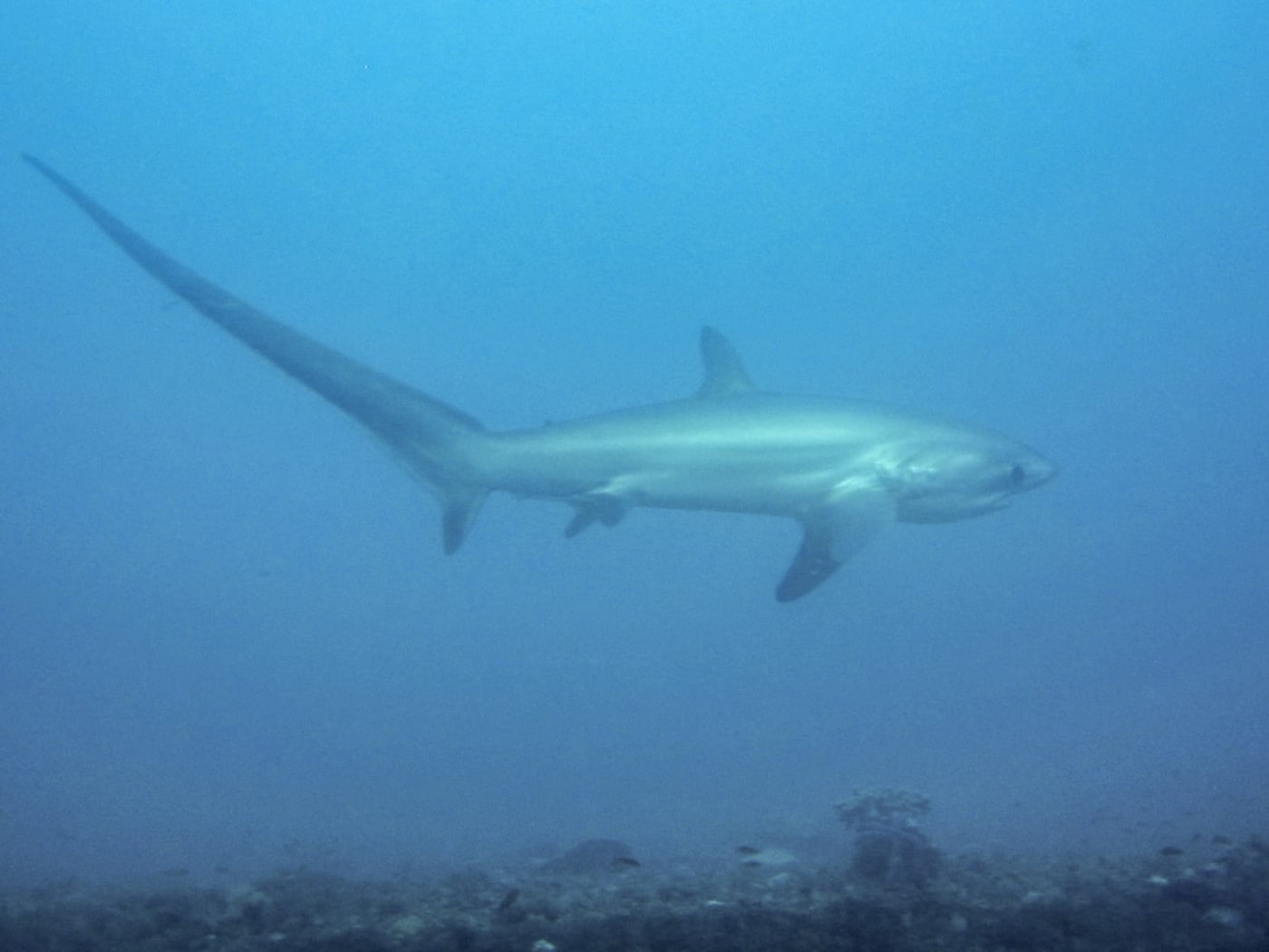 Malapascua