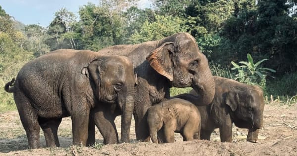 Chiang Mai: Elephant Sanctuary Feeding Program halfdaagse tour