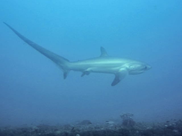 Malapascua