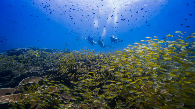 Duikers boven een rif vol geelstaartsnappers in Bacuit Bay bij El Nido