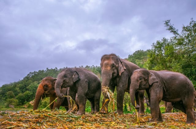 Ethische olifantenopvang Thailand: complete gids voor bewuste reizigers (2026)